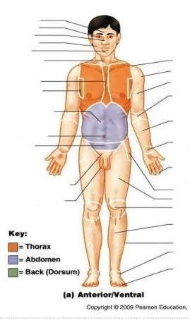 Anterior Ventral Diagram Quizlet