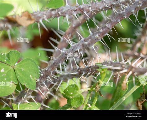 Thorny Branches Of Euphorbia Milii Also Known As The Crown Of Thorns