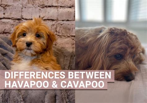 Differences Between A Cavapoo And Havapoo Our Cavapoo