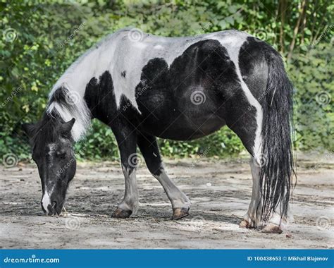 Black and white pony 1 stock image. Image of gallop - 100438653