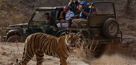 Ranthambore National Park Ranthambore Tiger Reserve And Ranthambore