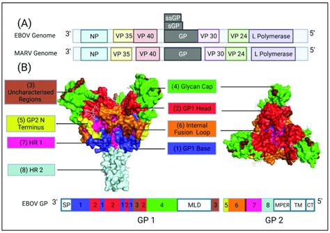 A A Comparison Of The EBOV And MARV Genome Structures Highlighting