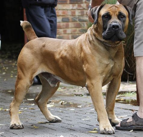 African Boerboels Mastiff Breeds Dogs Mastiffs