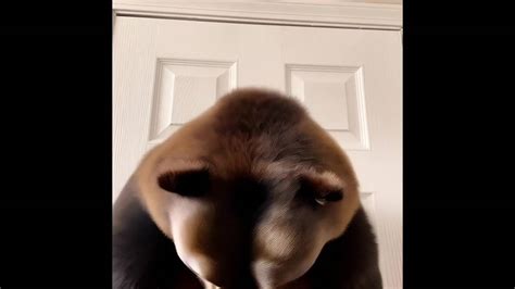 feral bear tf  stitchfan  deviantart