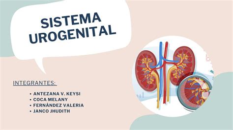 EmbriologÍa Sistema Urogenital Scem Umss Bolivia Udocz