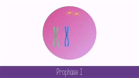 prophase 1 on Make a GIF