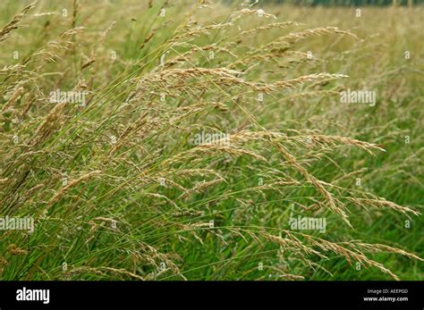 Long Grass Blowing In The Wind Stock Photo Alamy