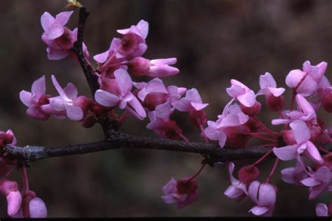 Every Native Deciduous Tree In Ontario Carroll Property Services