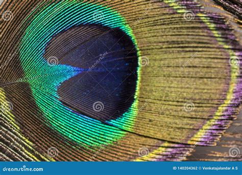 Shining Eye of a Peacock Feather - Close Up Stock Photo - Image of ...