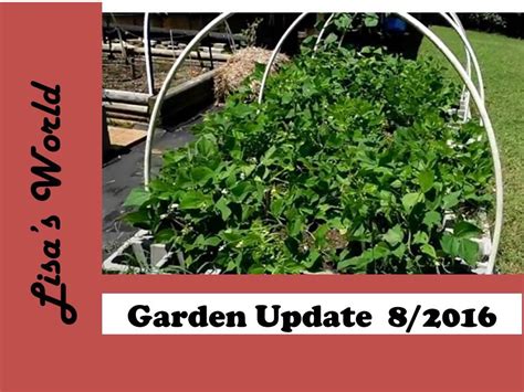 Garden Update And Saving Lettuce Seeds Lisa S World YouTube