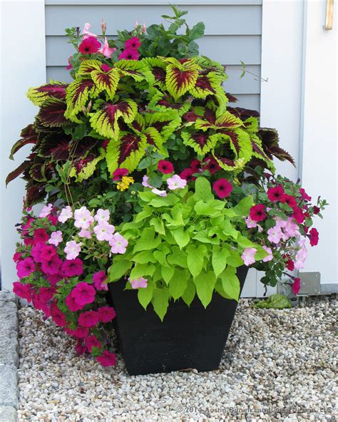 Planter Container Garden Design Fairfield County CT Classique