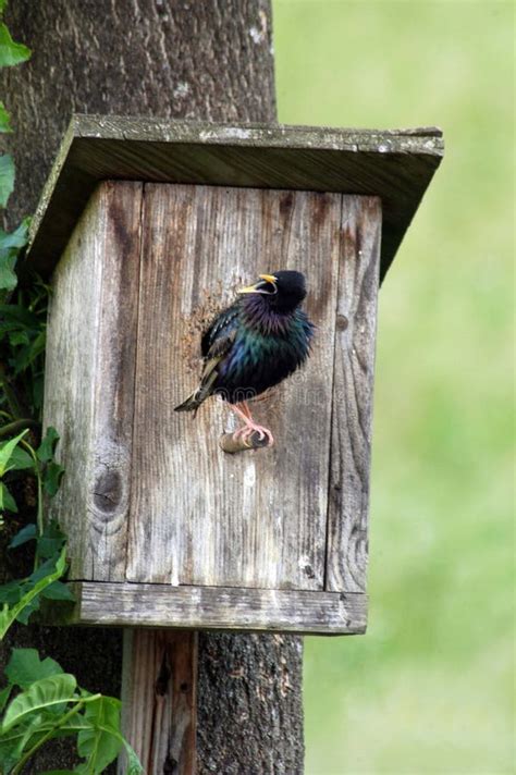 Starling and a bird house stock image. Image of brood - 216680677