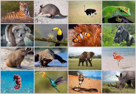 find  scrambled animals quiz