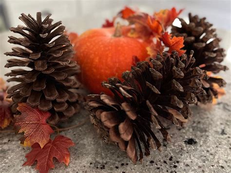 Large Natural Georgia Pine Cones 4 Pack Etsy