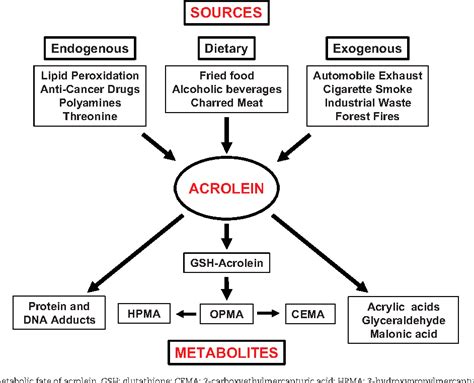 Figure 1 From Molecular Mechanisms Of Acrolein Toxicity Relevance To