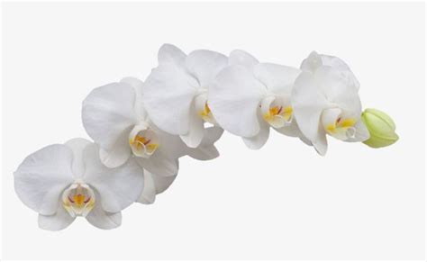 White Orchids White Flowers Beautiful Flowers Clipart Images