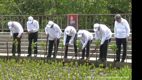 Jokowi Ajak Delegasi Ktt G Tanam Mangrove Bukti Indonesia Komit