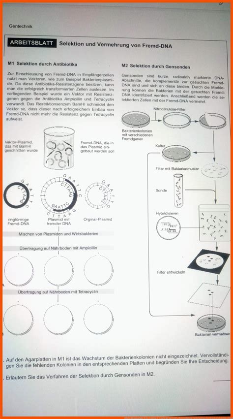 Fortpflanzung Und Entwicklung Des Menschen Arbeitsblatt L Sung