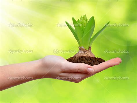 wachsende grüne Pflanze in der hand Stockfoto vencav 37896653