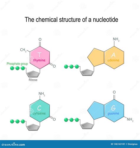 Structure Of Dna Nucleotide Bases