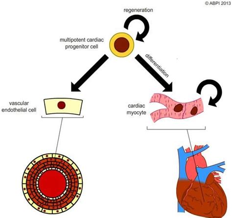 Adult Stem Cells