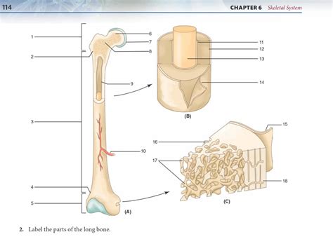 Solved CHAPTER 6 Skeletal System 2 Label The Parts Of The Chegg