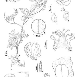 P extraaxillaris Chodat L B Smith 11444 a hábito b lâmina