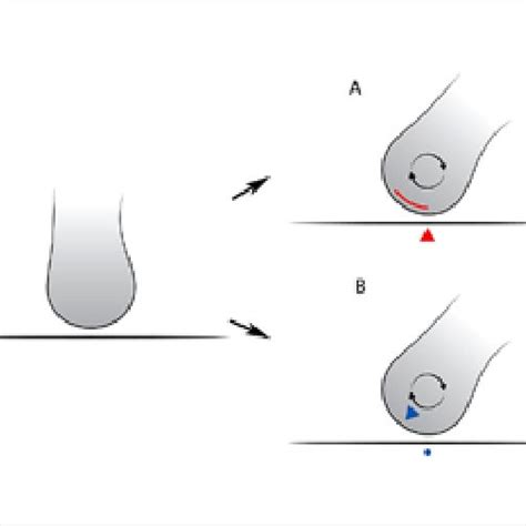 Arthrokinematic Rotation On Congruent Joint A A Single Point On The