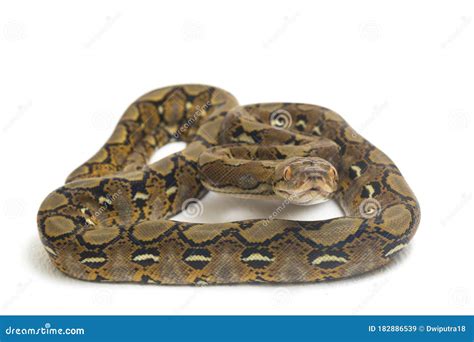 Reticulatus Python Der Retikulierten Python Isoliert Auf Wei Stockbild