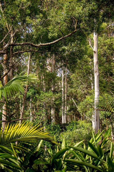 Rain Forest Australia - Free photo on Pixabay