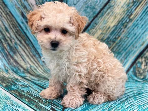 Cream Poodle Puppies