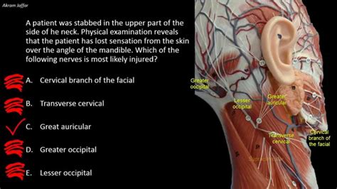 Cutaneous Nerves Of The Neck Applied Anatomy Approach YouTube