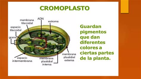 Estructura De La Celula Eucariota Vegetal 1 PPT