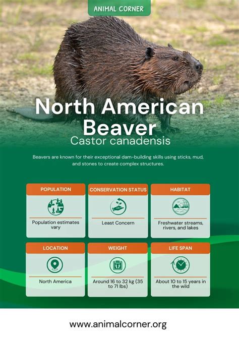 north american beaver animal corner