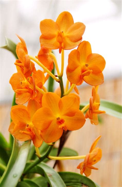 an orange flower with green leaves in the foreground