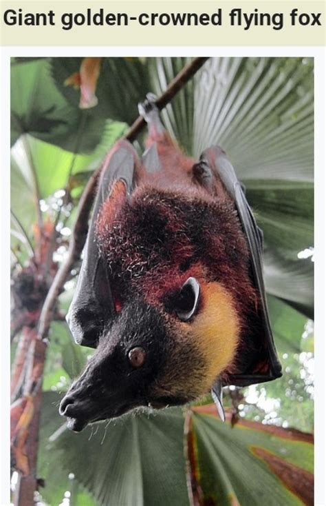 The Giant Golden Crowned Flying Fox Acerodon Jubatus Also Known As