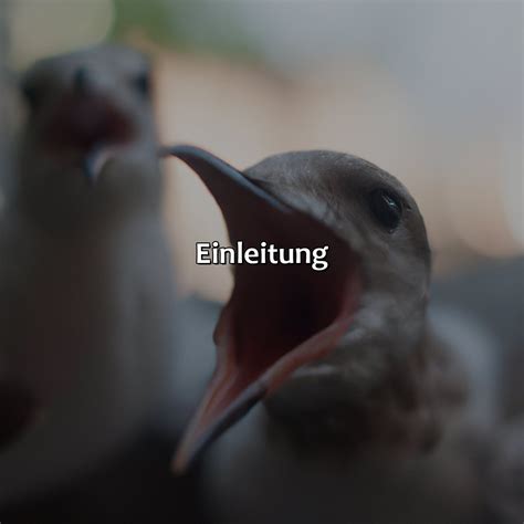 Warum Haben Vögel Den Schnabel Offen VogelWunderland