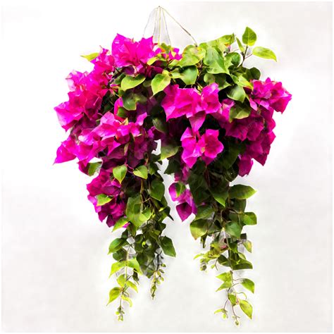 Premium Photo Bougainvillea Creeper Hanging Isolated On Transparent