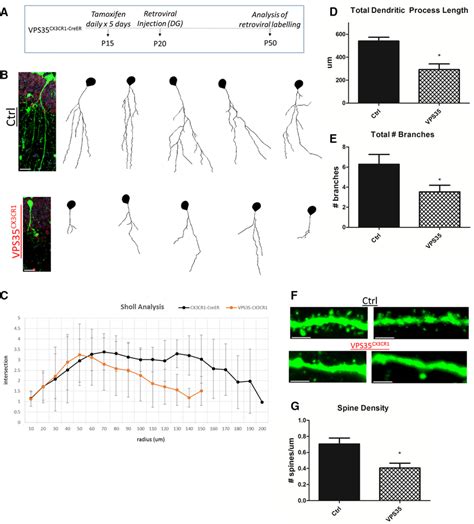 Neurodegenerative Like Morphology Of Newborn Neurons In VPS35 CX3CR1