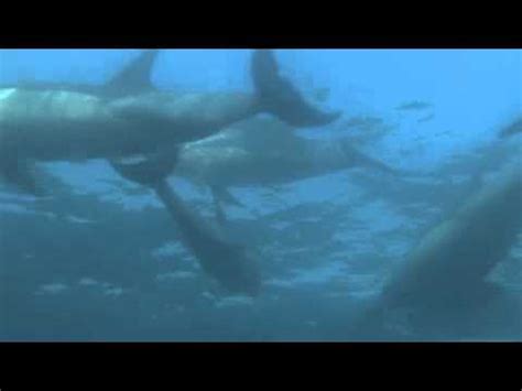 Planet Carnivore Planet Carnivore Oceans Great White Shark Youtube