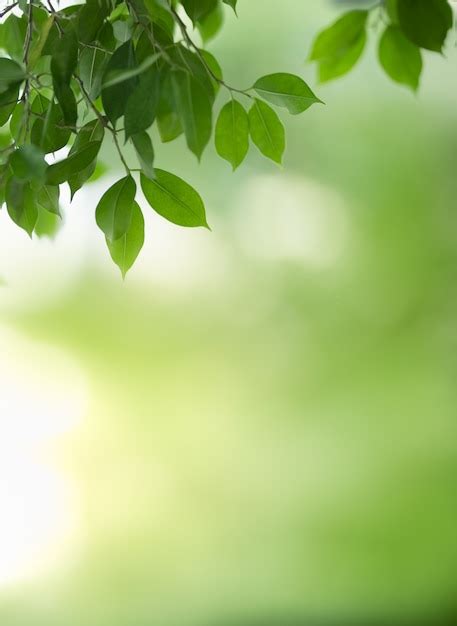 Premium Photo Close Up Of Beautiful Nature View Green Leaf On Blurred