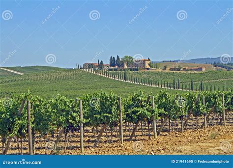 Rows of Vineyards and Hills of Tuscany in Italy Stock Photo - Image of vinify, vineyards: 21941690