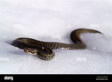 Viper snake on snow Stock Photo - Alamy