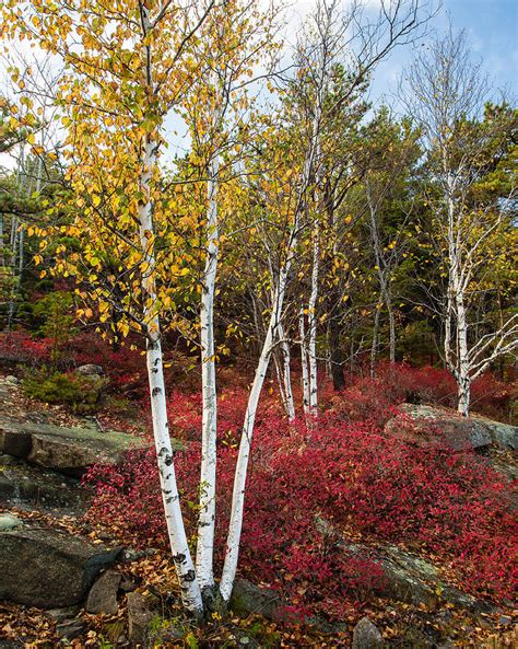 Maines Acadia National Park White Birch Tree Photo Photograph By Bill