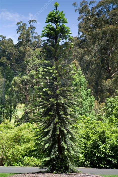 Wollemi Pine Wollemia Nobilis Stock Image C038 3271 Science