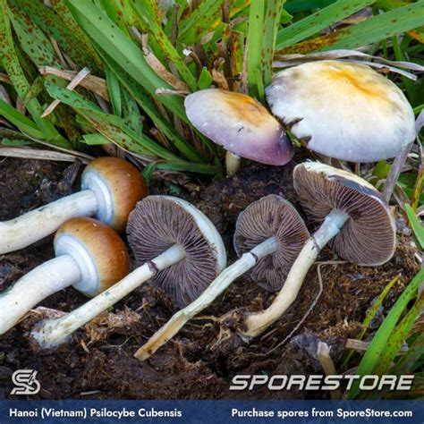 Buy Psilocybin Spores - SporeBank.com