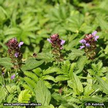 Gew Hnliche Braunelle Prunella Vulgaris Heilpflanzen Atlas