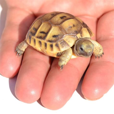 Baby Golden Greek Tortoise Russian Tortoise Tortoises Baby Tortoise