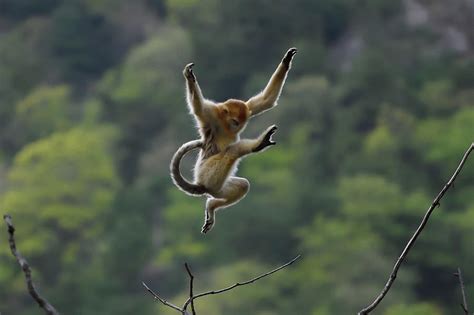 Golden Snub Nosed Monkey Jumping Shaanxi China Photograph By Staffan