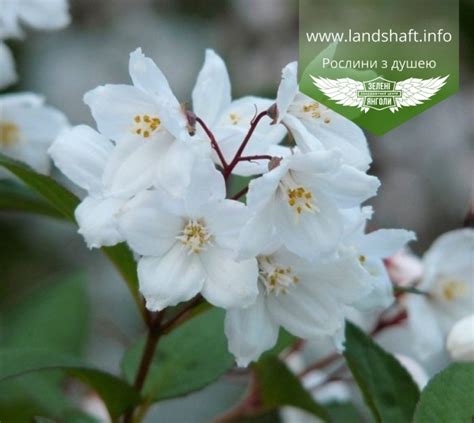 Deutzia Purpurascens Kalmiiflora